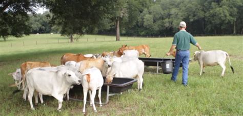 Why Mini Cows Are Perfect For The Small Homestead – Romney Ridge Farm