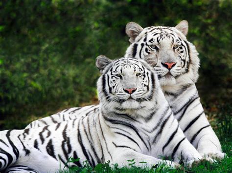 White Tiger Wallpapers:wallpapers screensavers