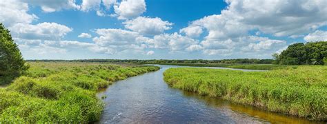 Myakka River In Myakka River State Photograph by Panoramic Images | Fine Art America