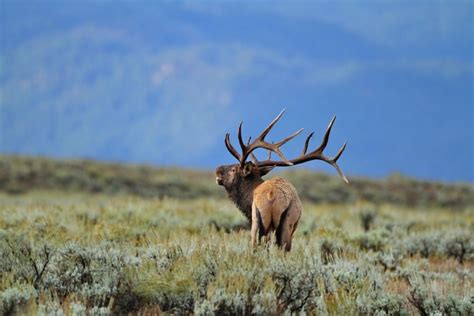 Our Top 4 Most Affordable Archery Elk Hunts