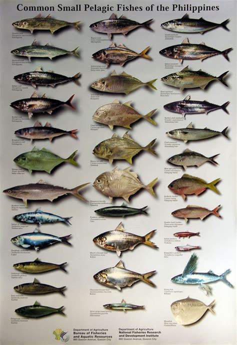 Small Pelagic Fishes of the Philippines