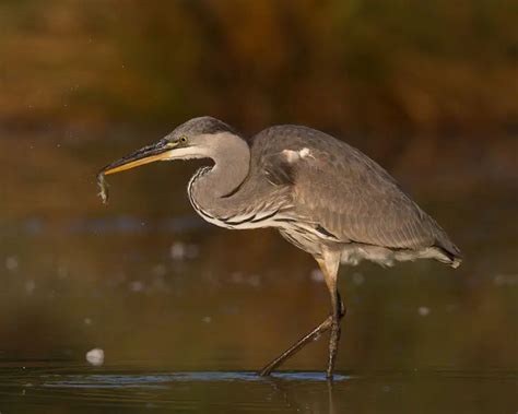 Grey Heron - Facts, Diet, Habitat & Pictures on Animalia.bio