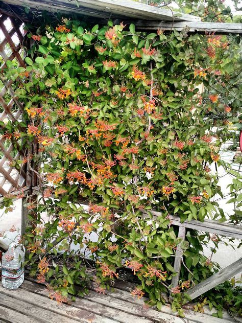 The Best Types of Honeysuckle Vines and How To Grow It In The Garden