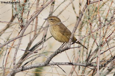 Utah Bird Records Committee - Sighting Record