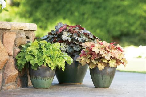 Coral Bells Planting Tips | HGTV