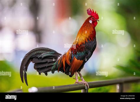 A red junglefowl rooster in a public housing estate, Singapore Stock ...