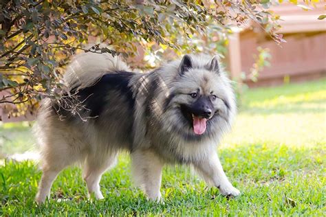 Keeshond Dog Breed Information