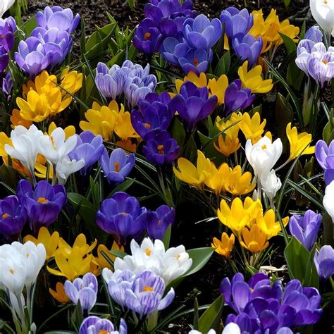 Dutch Crocus Mix | American Meadows