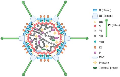 Viruses | Free Full-Text | Human Adenovirus Gene Expression and Replication Is Regulated through ...