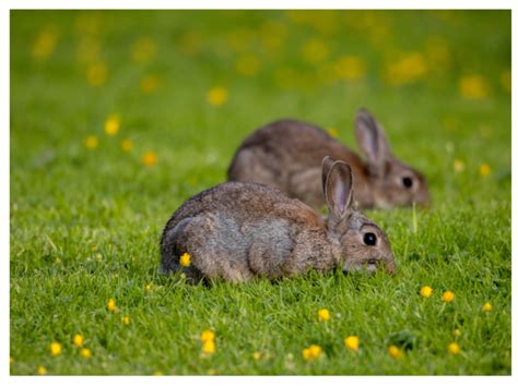 Just What Do Wild Rabbits Eat? · Hobby Farm Heaven