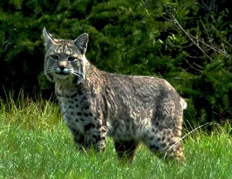 A beautiful Bobcat, as photographed by Tom Osborne – Mendonoma Sightings