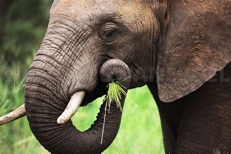 Johan Swanepoel Stock Images and Prints | Elephant eating grass - close ...