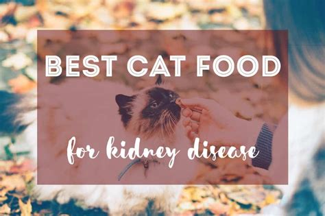 Best Cat Food for Kidney Disease | Our Top 3 - The Fluffy Kitty