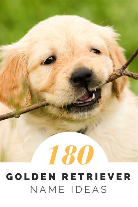 Over 180 Golden Retriever Names for Your Beloved Pup - PetHelpful