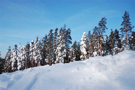 Beautiful winter forest stock photo. Image of daytime - 13157672