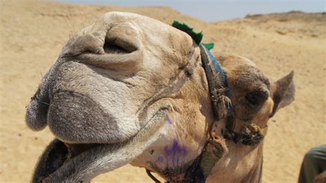 1920x1080 Resolution camel, face, mouth 1080P Laptop Full HD Wallpaper ...