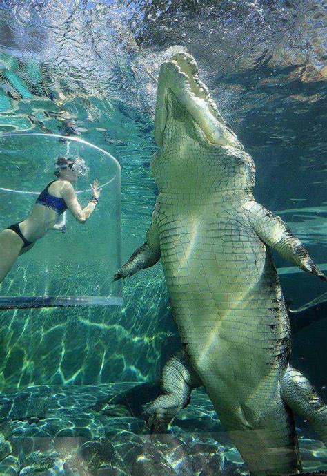 The size of this Saltwater Crocodile : r/badassanimals