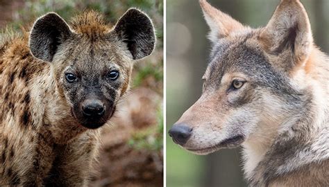 Are Hyenas Part Of The Canine Family