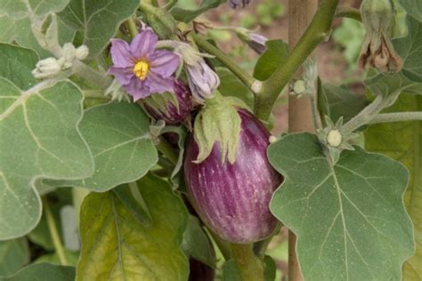 Aubergine varieties: different types of eggplant - Plantura