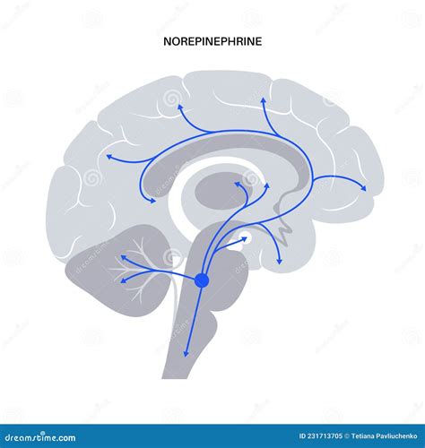 Norepinephrine Hormone Pathway Stock Vector - Illustration of system, endocrinology: 231713705