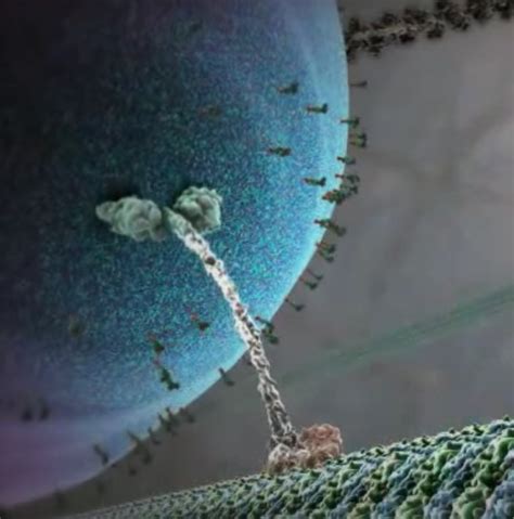 Kinesin moving a cargo - Nexus Wiki