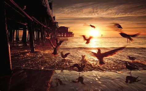 HD wallpaper: Sunset, birds, bridge, United States, California | Wallpaper Flare