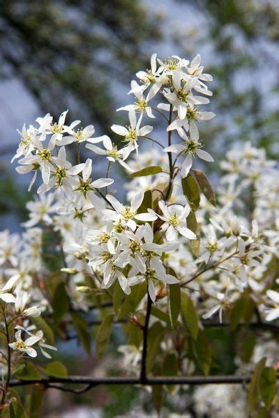 Dwarf Flowering Shrubs Zone 5 - 8 Dwarf Shrubs For Small Gardens Spaces Trees Com / Broadleaf ...