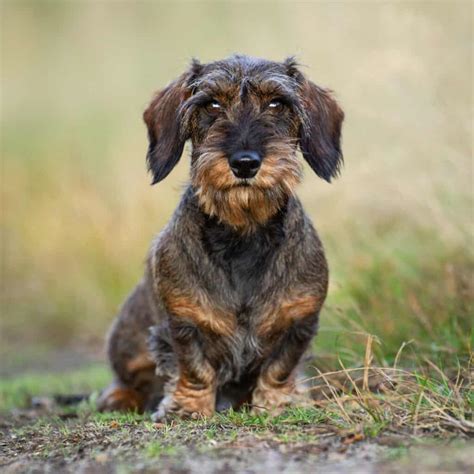 Wire-haired Dachshunds: History, Health, Temperament and Fun Facts