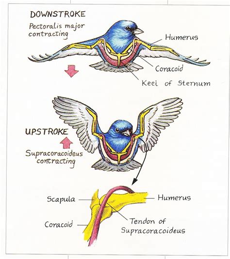 The amazing muscles and bones that make birds fly - BirdWatching