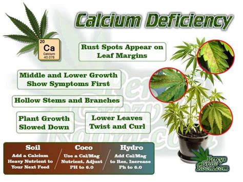 Calcium Deficiency in a Cannabis Plant - Percys Grow Room