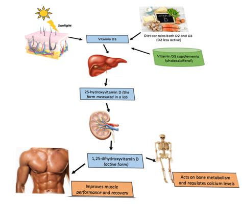 [Figure, Vitamin D metabolism Image courtesy S Bhimji MD] - StatPearls ...