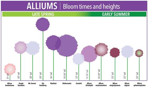 Bloom Time Chart for Allium Bulbs - Longfield Gardens | Longfield gardens, Allium flowers ...