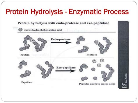 Protein Hydrolysates Enzymes at Janet Gaston blog