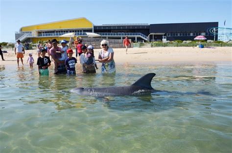 Dolphin Discovery Centre | Australia's South West