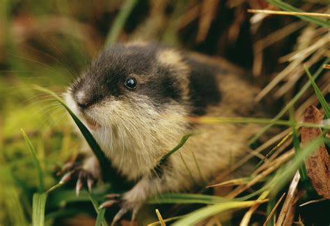 Lemming definition and meaning | Collins English Dictionary