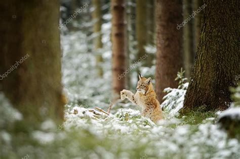 Eurasian lynx cub shaking down snow from paw — Stock Photo © duben #78244922