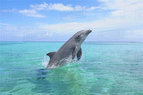 Common Bottlenose Dolphin Jumping out of Water, Caribbean Sea, Roatan, Bay Islands, Honduras ...