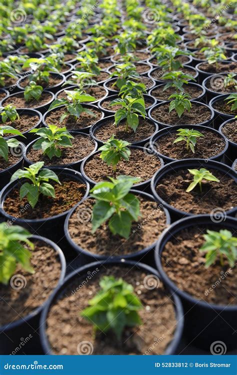 Plant Saplings in pots stock photo. Image of environment - 52833812