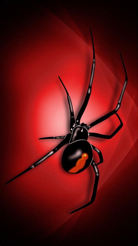 Black Widow Spider Wallpapers - Top Free Black Widow Spider Backgrounds ...