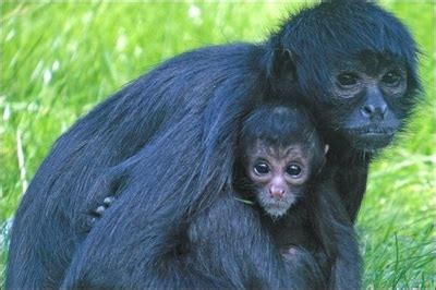 Endangered Species- Black Spider Monkey