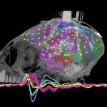 Marmoset Brain ECoG - Brain/MINDS