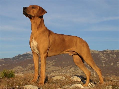 rhodesian ridgeback | Large dog breeds, Rhodesian ridgeback, Rhodesian ridgeback dog