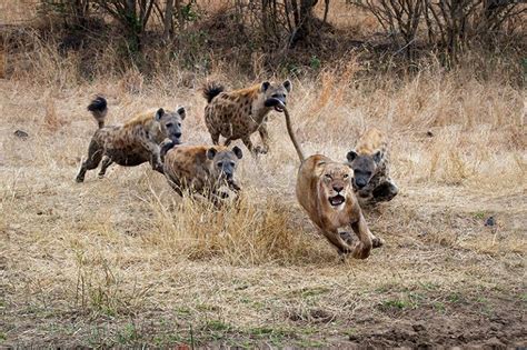 How hyenas decide whether to form a lion-fighting mob