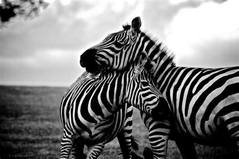 Free Images : vertebrate, zebra, wildlife, terrestrial animal, mammal, black and white ...