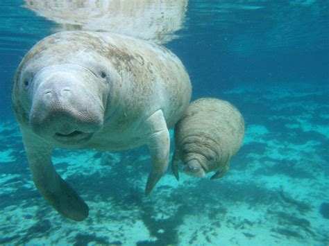 Manatees Are Making A Comeback!