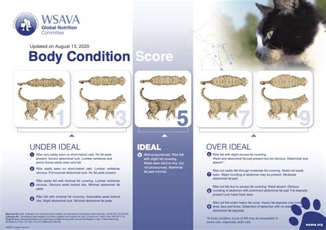 Easy Tips To Help Your Cat Lose Weight | Kingsdale Animal Hospital