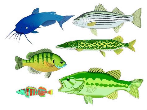 lake fish clipart 10 free Cliparts | Download images on Clipground 2024