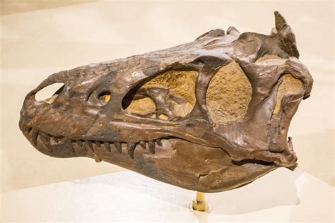 Nanotyrannus cast - Cleveland Museum of Natural History | Flickr