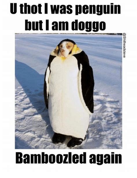 24 Memes That Prove Penguins Are The Funniest Animals On Earth | Cuteness