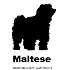 Maltese Dog Silhouette Dog Breeds Stock Vector (Royalty Free) 2284988643 | Shutterstock